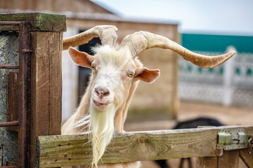 Faces of goats close up. A funny white goat peeps out from behind an old wooden fence. The head of...