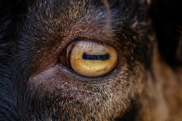 Close up of goat's eye