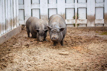Naklejka premium black domestic pig in mud and a puddle near a wooden fence. Agriculture - Livestock farm in summer
