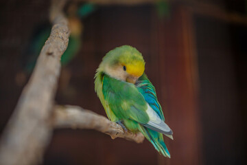 Sleepy green parrot on a cloudy day