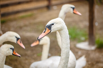 Close-up of white swans at the zoo. Feeding the animals. Ornithology. Simulated conditions. Spacious corral