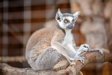 A single captive caged lemur.