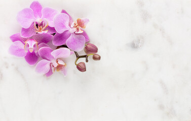 Pink orchid theme objects on pastel background.