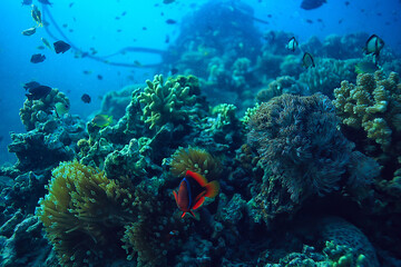 Obraz na płótnie Canvas coral reef underwater / sea coral lagoon, ocean ecosystem