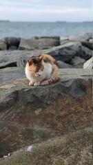 cat sitting on rock