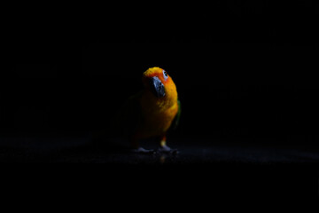 Jenday Conure - Parrot on black background.