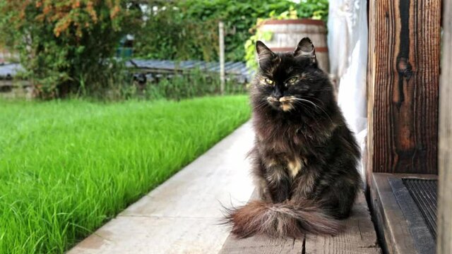 Shaggy dark cat sits on the doorstep of the house. Animal went for a walk and sat down to breathe fresh air. Smells the scent carried by the wind. The hunting instinct. Windy weather on a summer day.
