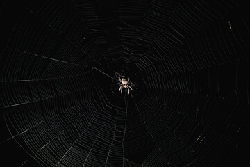 A spider sits on a web at night
