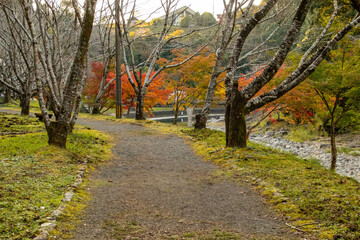 Fototapeta premium 紅葉