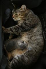 A nursing cat with newborn kittens lies in a box, kittens suck her breasts