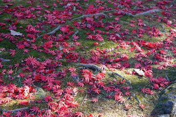 Fototapeta na wymiar 秋、緑の苔の上に落ちて積み重なる赤いモミジの葉