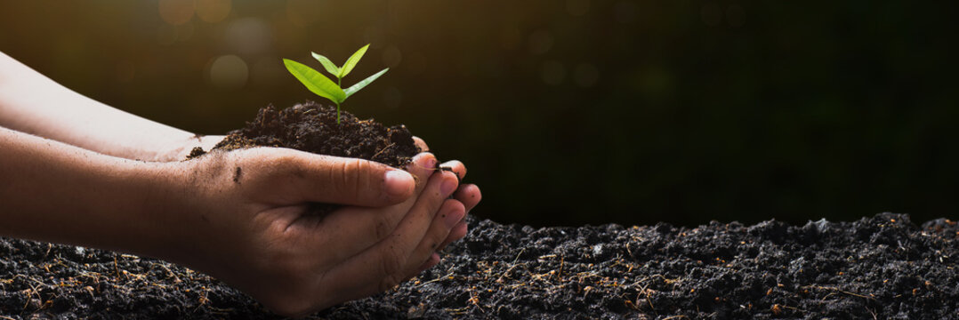 World environment day and save environment concept, close up hand holding soil with seedling plant or small tree with dark ground, save and protect earth concept