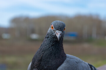 Muzzle of a dove looking straight ahead, close up