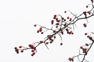 red hawthorn berries outdoors on a tree