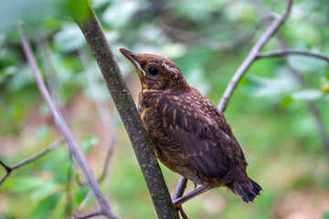 Juvenile common blackbird (Turdus merula), small brown bird with spotted plumage sitting on a tree branch in Puszcza Marianska Nature Reserve in Poland.