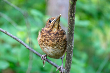 Juvenile common blackbird (Turdus merula), small brown bird with spotted plumage sitting on a tree branch in Puszcza Marianska Nature Reserve in Poland.