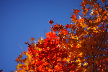 It feels like it's autumn already