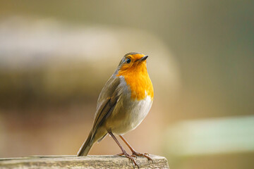 a robin redbreast (Erithacus rubecula) on a wooden bird feeder table
