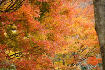 It feels like it's autumn already