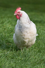 White Sussex chicken free range in garden