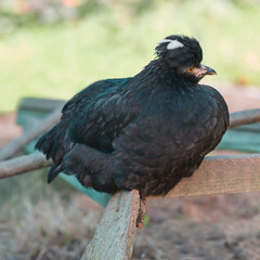 Young black Polish chicken with white crest