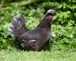 Polish black chicken with white crest