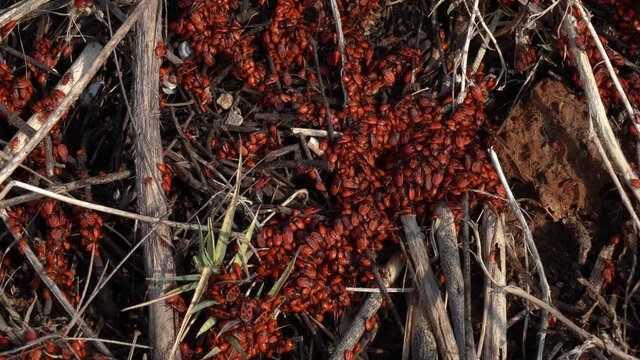 Firefly nest, with lots of beetles