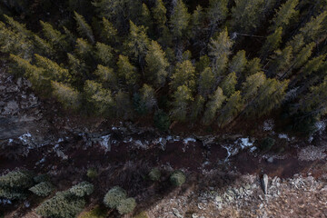 Treeline in the Rocky Mountains 