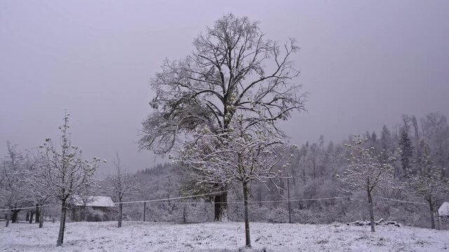 Winter landscape with fresh snow on a snowy autumn day. Movie shot November 26th, 2021, Zurich, Switzerland.