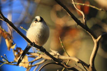 秋の東高根森林公園のエナガ、long-tailed tit