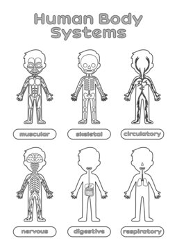 Set of Human Body Systems for Little Children. Worksheet for Anatomy and Biology lesson. Education for Kids. Image For Printing. Flat Cartoon style. Black and White color. Vector stock illustration.