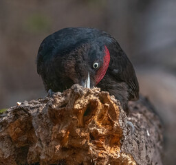 Woodpecker gets its food from wood