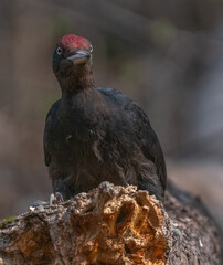 Woodpecker gets its food from wood
