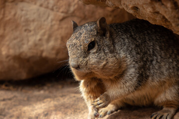 squirrel hiding under a rock