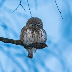 Sparrow owl sits on a tree branch