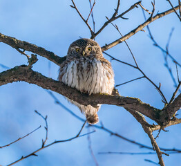 Sparrow owl sits on a tree branch