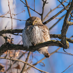 Sparrow owl sits on a tree branch