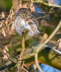 Sparrow owl sits on a tree branch