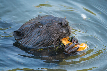 Beaver eats bread in the river