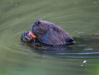 Beaver eating an apple in the river