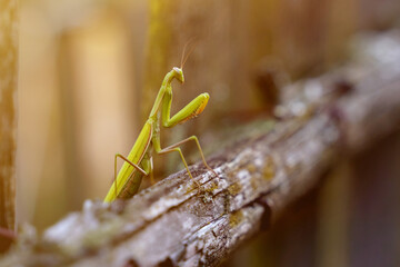 Praying mantis - the leader sits on a fence in the rays of the sun.