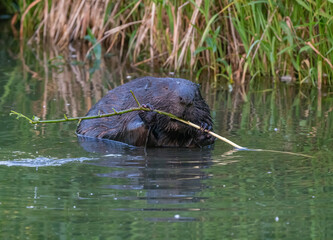 Beaver eats a tree branch in the river