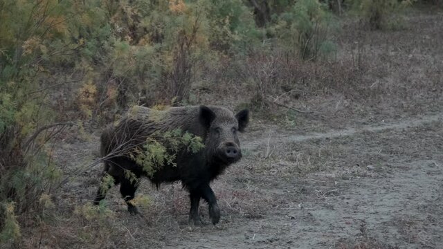 Wild boar (Sus scrofa) comes out of the forest