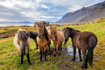 Fototapeta na wymiar A group of Icelandic horses in a rural setting with sea and mountain background.