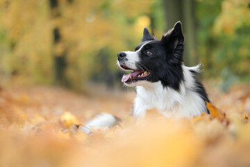 Black and White Border Collie Dog Lies Down in Colorful Leaves during Autumn. Adorable Pet Looking...