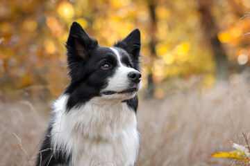 Fototapeta premium Attentive Border Collie in Forest with Yellow Colorful Background. Beautiful Portrait of Black and White Dog Outside during Autumn.
