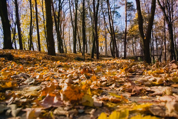 autumn in the forest