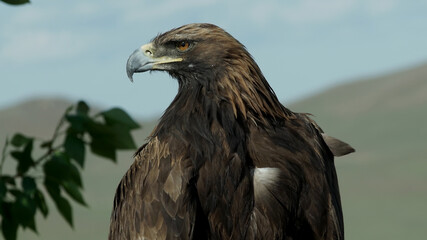 Mongolian eagle close up. MONGOLIA