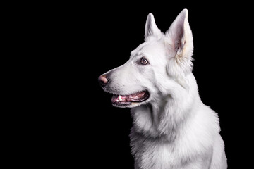 portrait of a dog white swiss shepherd on black background