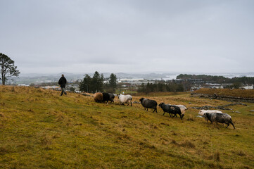 The shepherd gives sheep hay. GReen field with stones in Norway.